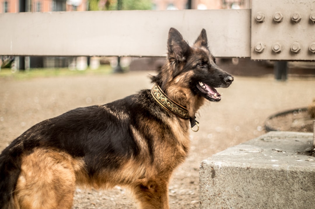 警察犬