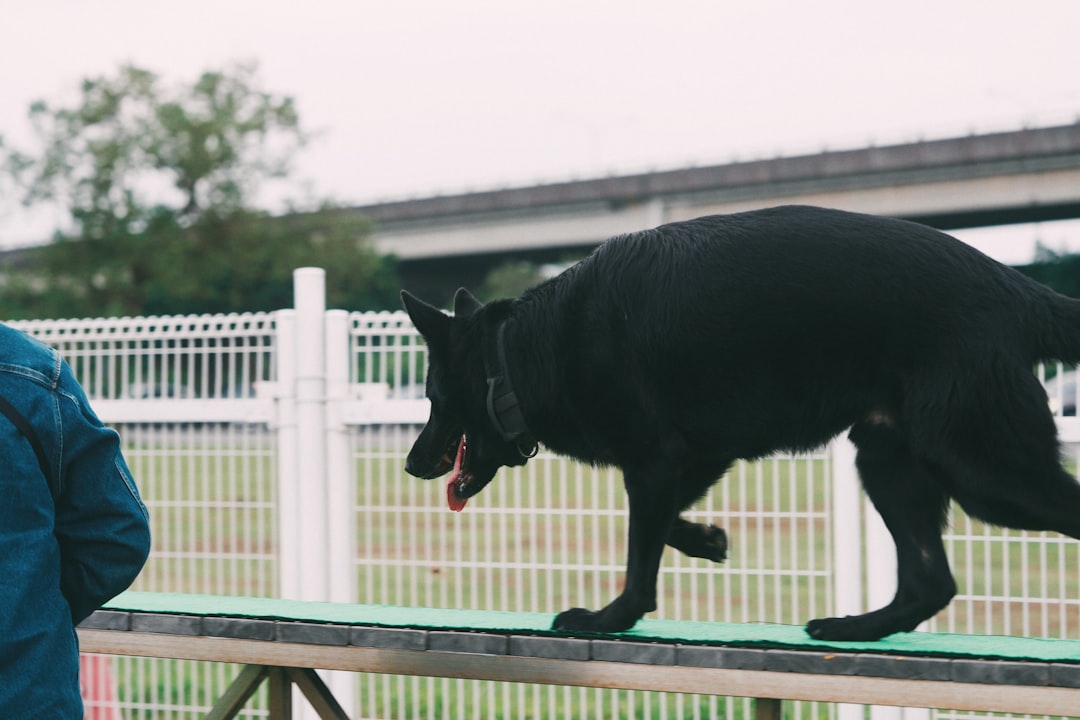 警察犬