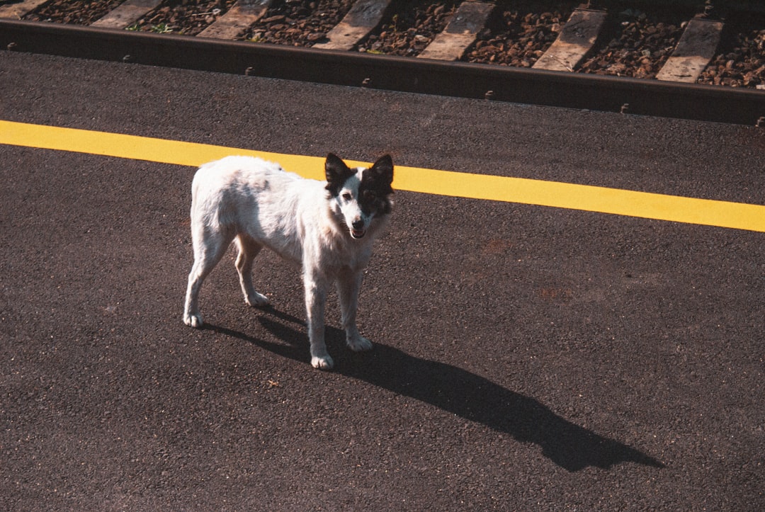 警察犬