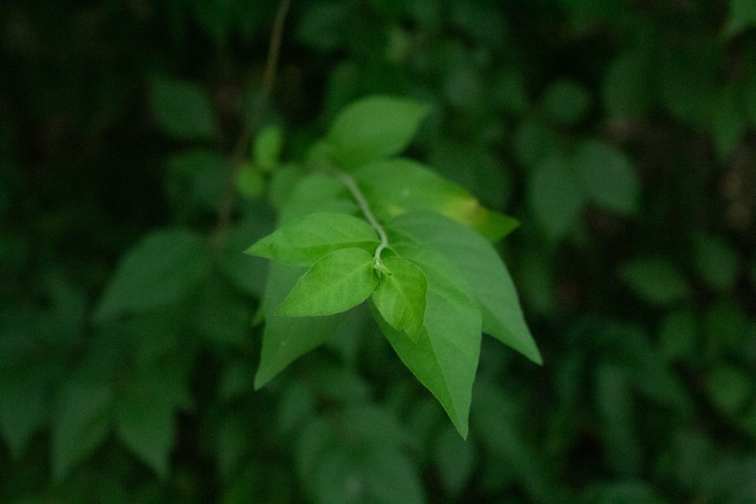 大葉健二