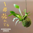 【お届けは6/4〜】観葉植物 コウモリランの苔玉(ビカクシダ）観葉植物 苔玉 吊り下げ ハンギング 植物 浅岡園芸 フェイクよりおしゃれ インテリア 初心者・ギフト開店祝いにもおすすめ　ネザーランド 耐陰性・耐寒性あり 鹿角シダ 室内向け 土 キット 吊り鉢