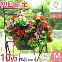 お試し ハンギングバスケット 寄せ植え [ベゴニア版] Mサイズ | 玄関 フラワーギフト 誕生日 プレゼント 女性 母 花 結婚記念日 おしゃれ 新築祝い 夏 秋 鉢植え 鉢花 ガーデニング フラワー 屋外 ギフト 寄植え 生花 鉢 贈り物 お中元 5月 4月 春 夏 サマーギフト