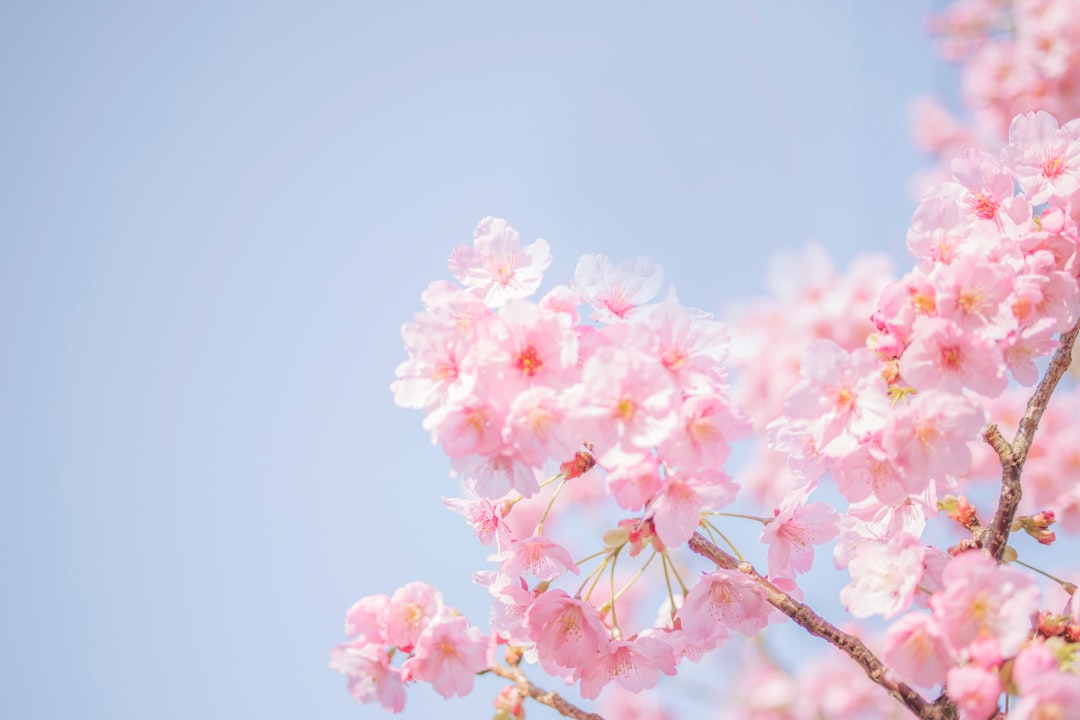 日本