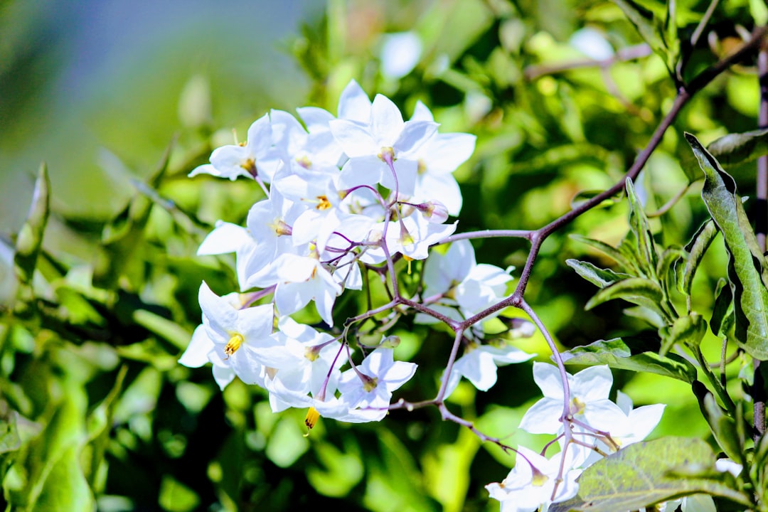 高橋茉莉