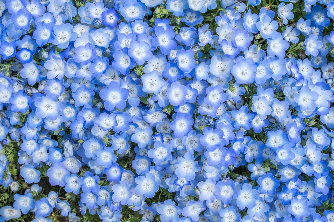 花田藍衣