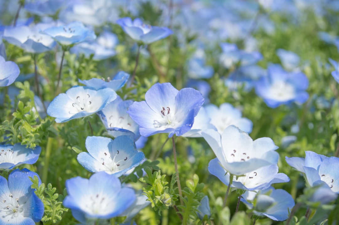 花田藍衣