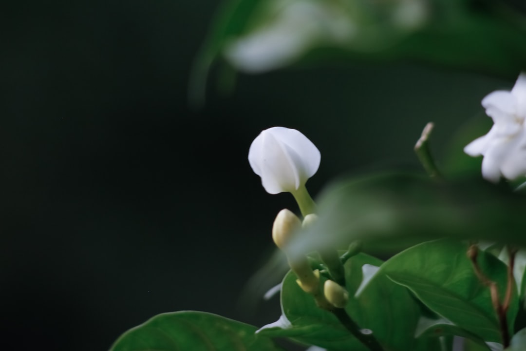 高橋茉莉
