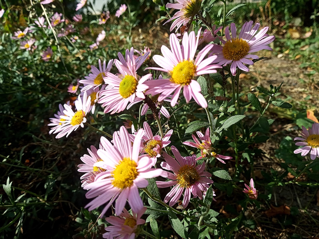 一 花 アスター