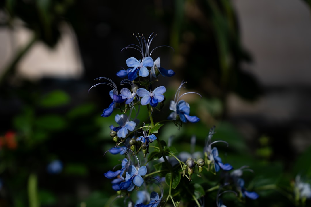 花田藍衣