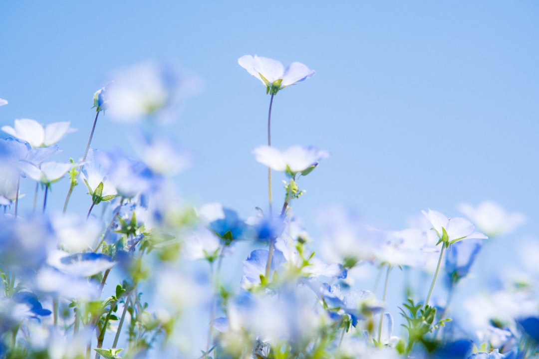花田藍衣