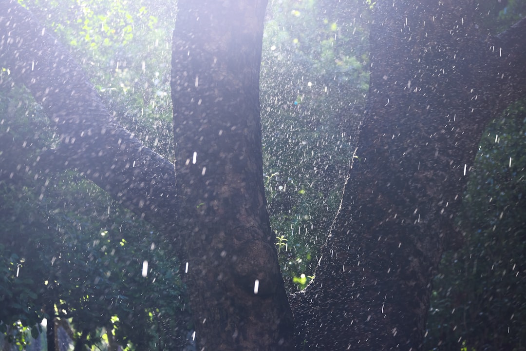 梅雨入り