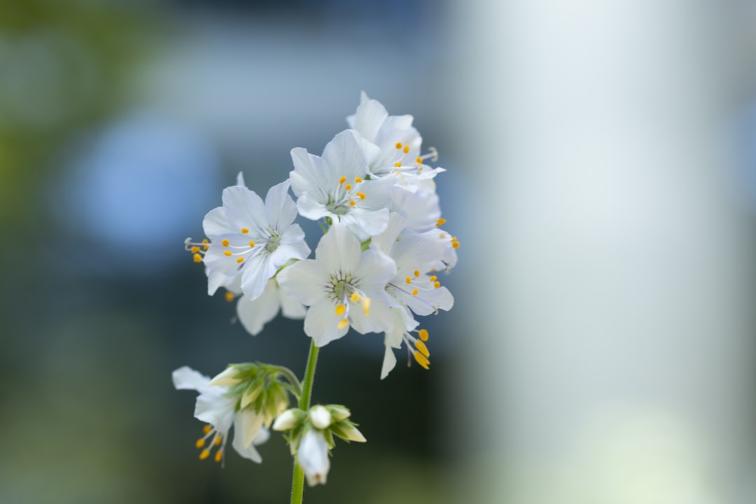 高橋茉莉