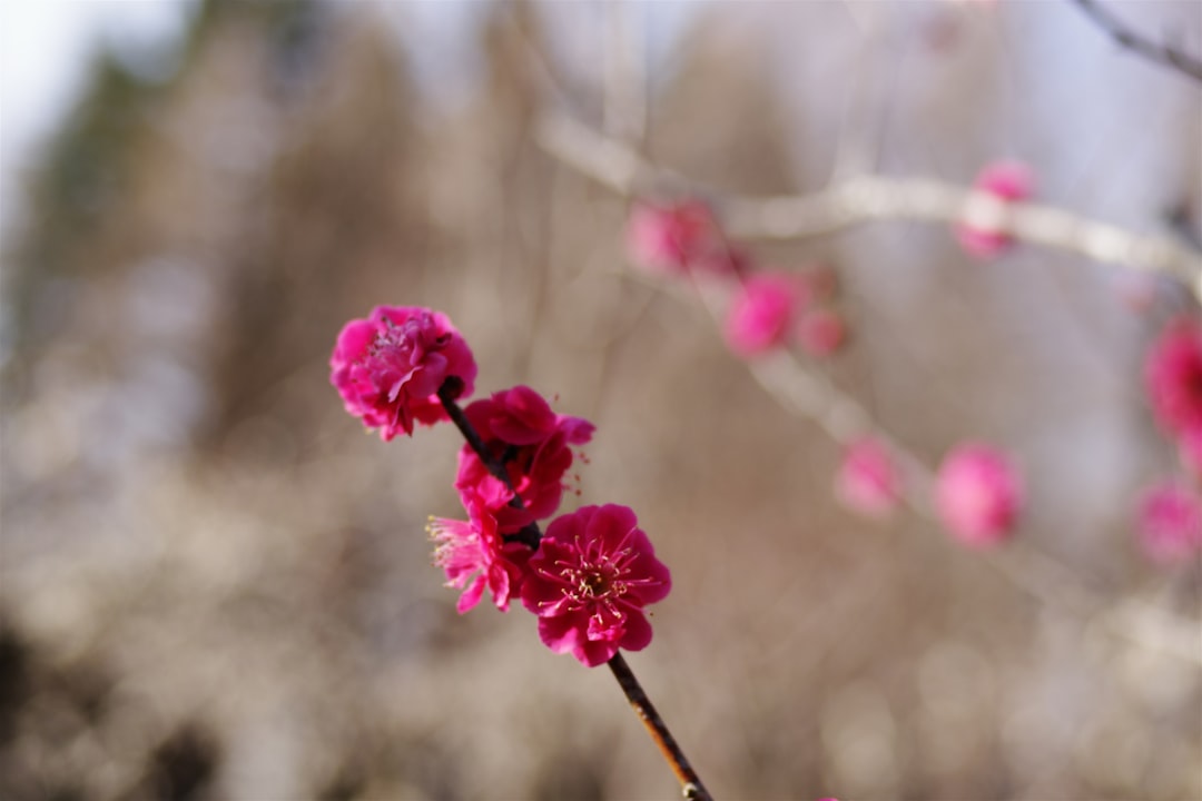 尾碕真花
