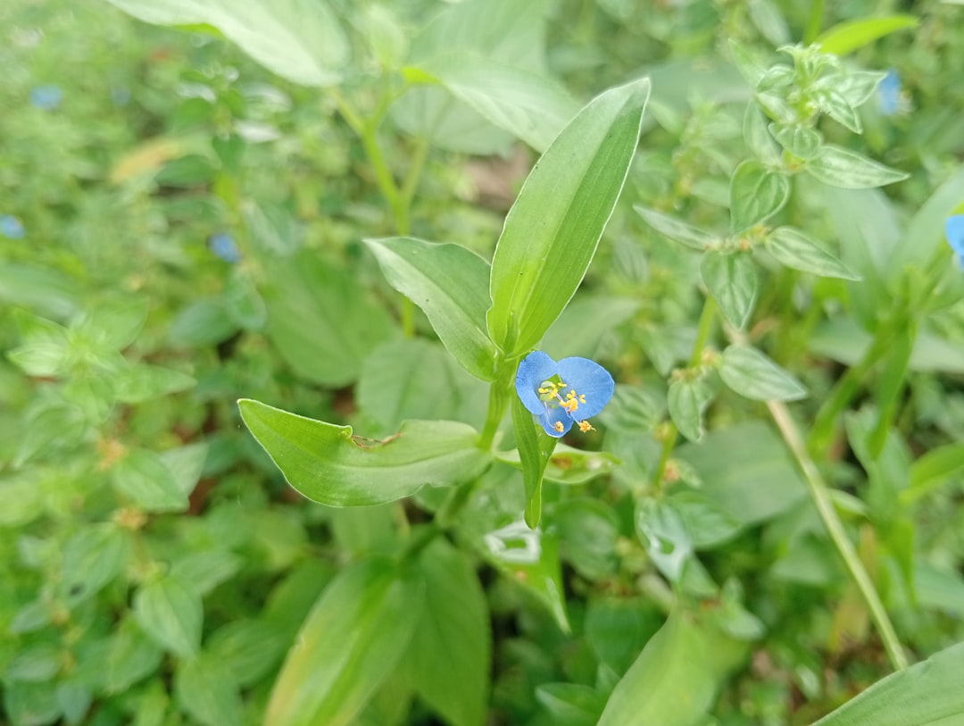 花田藍衣