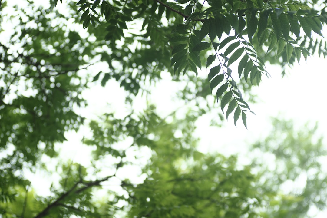 梅雨入り