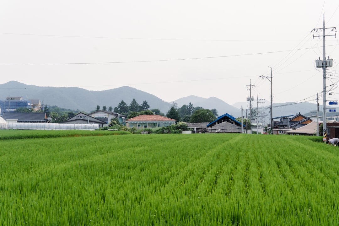 石田夢実