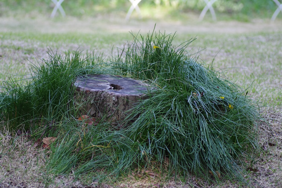 草刈り