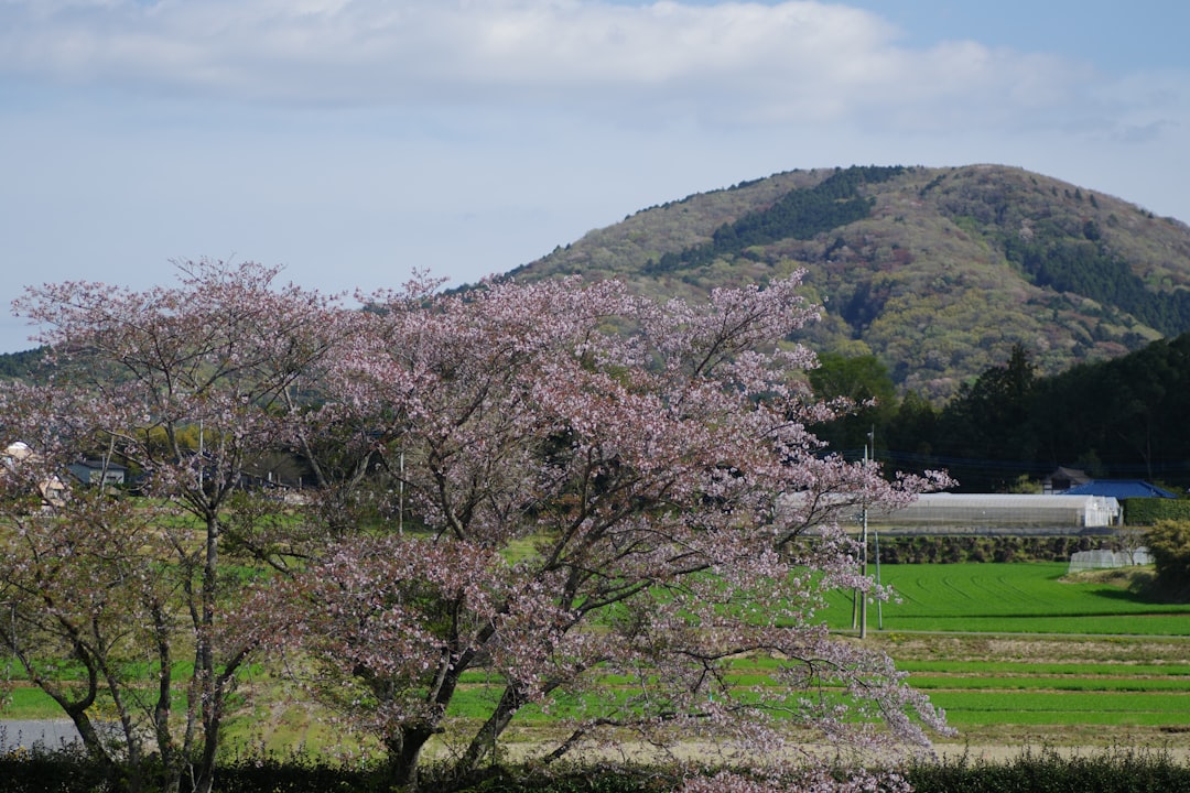 三山凌輝