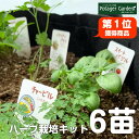 【本日P2倍】 苗 ハーブ 栽培キット 苗6個 L（花苗 苗木 ガーデニング ハーブティー ハーブ料理 虫除け 夏休み 自由研究 キット 女の子 子供 かわいい 家庭菜園 初心者 寄せ植え 観葉植物 送料無料 バジル ローズマリー ミント 鉢植え 土 herb 黒プランター 直径40cm
