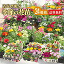 【6月20日20時より10％OFFクーポン対象】 季節 の 花苗 24苗 セット 【 送料無料 】（ ペチュニア マリーゴールド ロベリア バーベナ など 草花 福袋 ♪ ） 花苗セット 花 早春 春 花壇 庭 寄せ植え ガーデニング 母の日 誕生日 お祝い 土っ子倶楽部