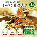 ＼今だけ1,708円→1,404円／すなお食堂 きゅうり醤油漬け 100g×5袋 国産 ごはんのお供 漬物 宮崎県産 きゅうり 甘辛醤油漬け 無添加 【出荷目安：ご注文後3日〜5日営業日】