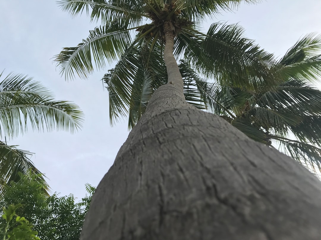 大石紗椰