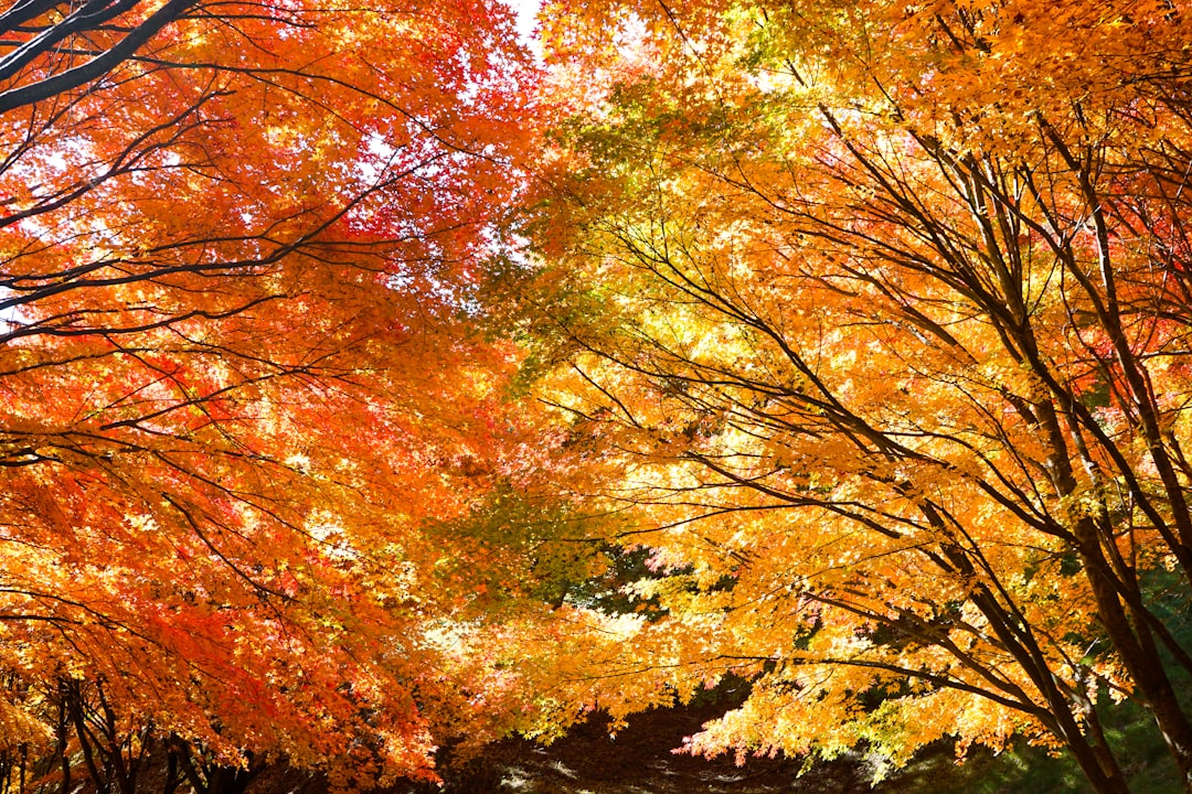山村 紅葉