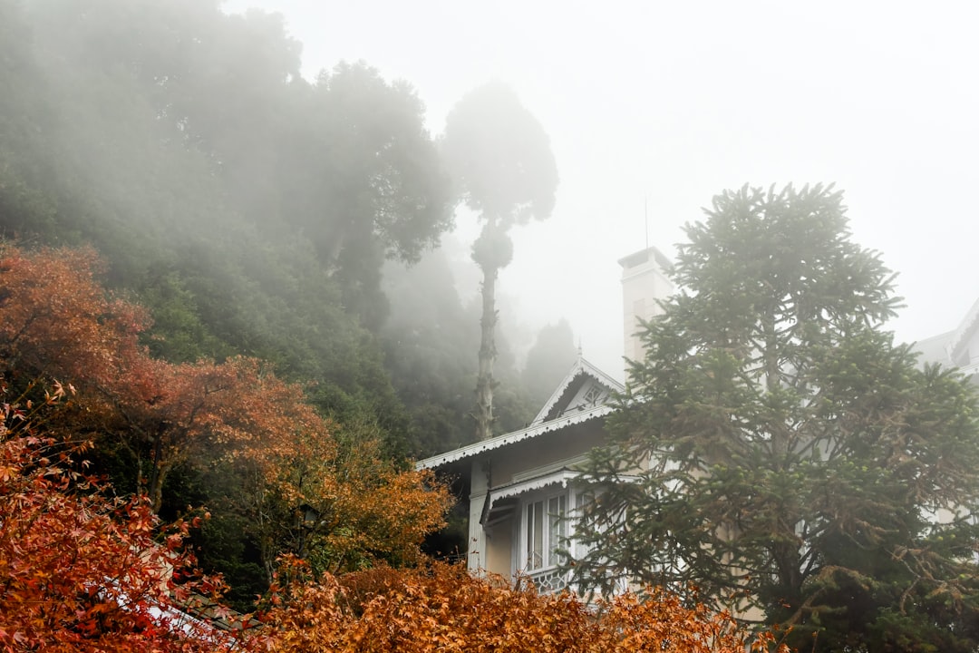 山村 紅葉
