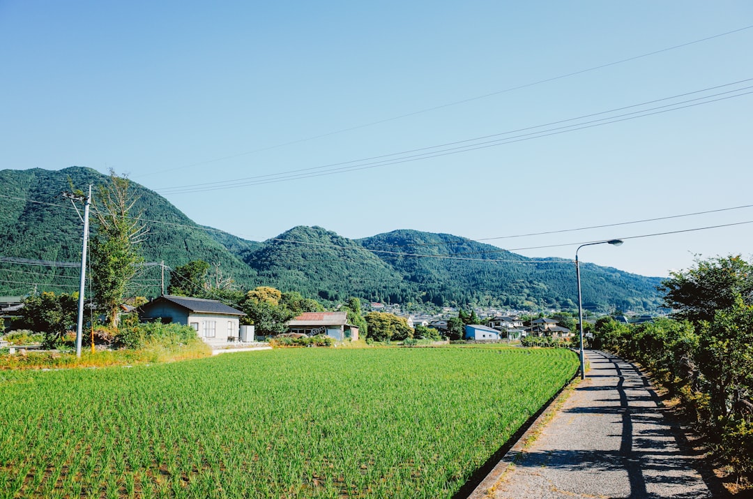 甲子園 日程