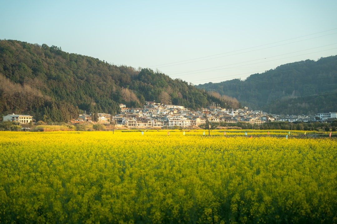 山本里菜